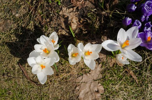 close up of white crocuses bud with yellow stamen in garden earth