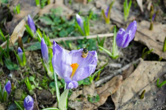group of small violet crocus bud in garden and small fly on petal