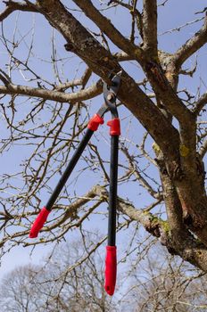 big garden secateur hang high on old dry fruit tree branch in spring time on blue sky background