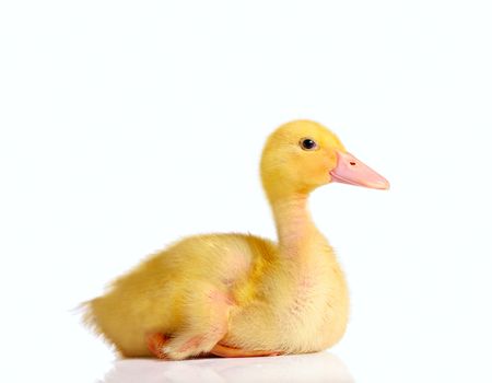 Little duckling sitting or resting, isolated on white