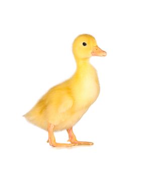 Cute yellow duckling in studio shot