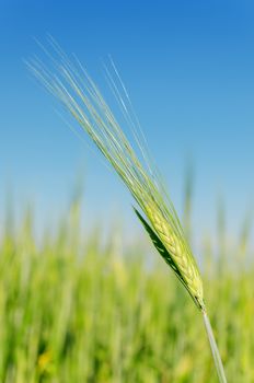 green spica on field under blue sky