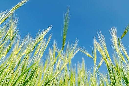 blue sky over green barley
