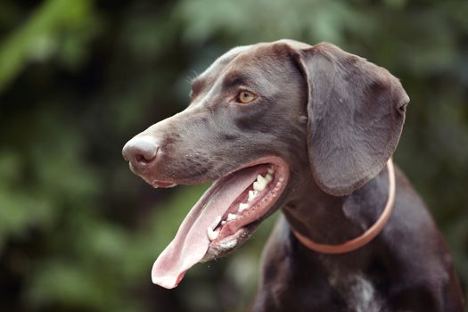 German short-haired pointer outdoors. Natural light and colors