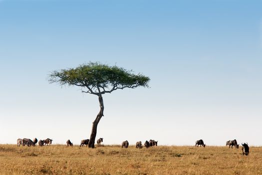 wildebeest herd in the beautiful plains of the Masai Mara reserve in Kenya Africa
