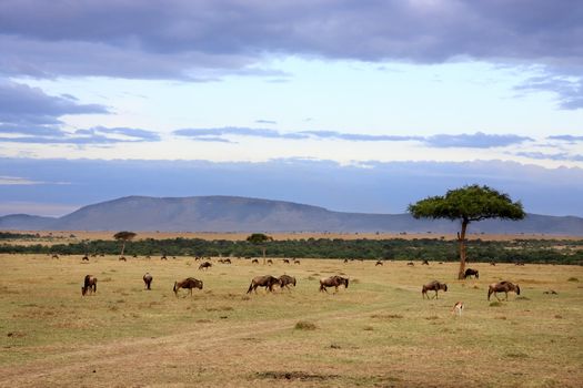 wildebeest herd in the beautiful plains of the Masai Mara reserve in Kenya Africa