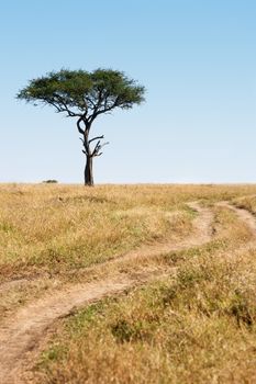 Trail and tree in the beautiful plains of the masai reserve in Kenya Africa