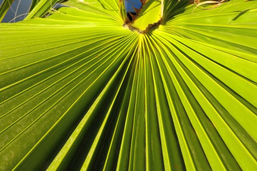Lines and Textures of a Green Palm Leaf