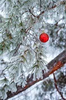 Red Christmas ball hanging on branch fir frosted