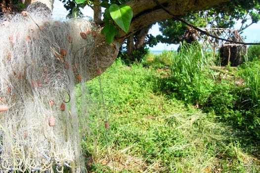 Fishing net at tree near abandoned house, Kingdom of Tonga