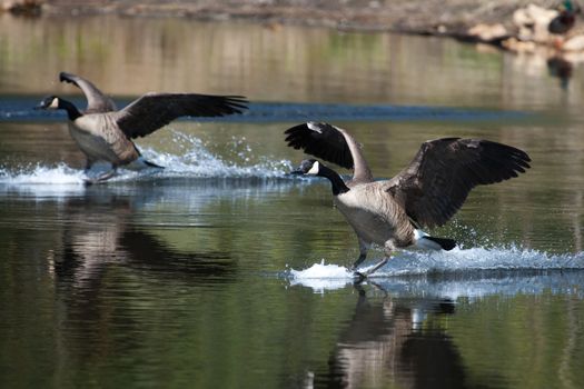 Canadian geese landing in the water on a pond