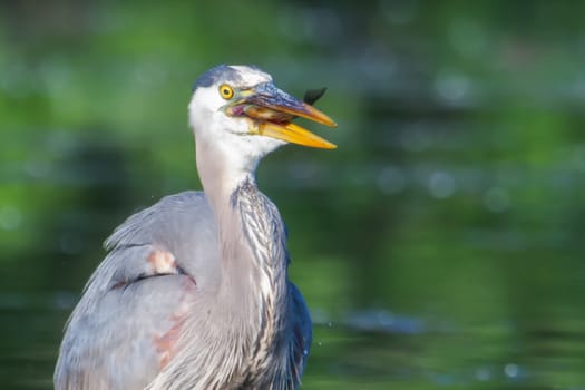 Great Blue Heron fishing in the low lake waters in soft focus