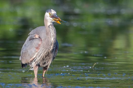 Great Blue Heron fishing in the low lake waters.