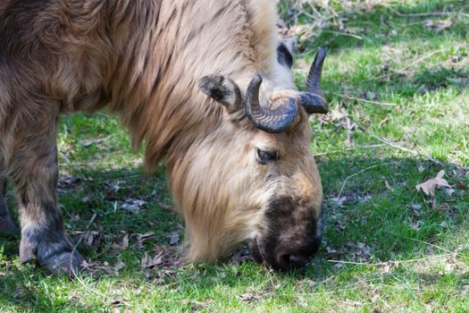 Takin Laying Down at the MN zoo in soft focus