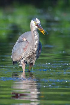 Great Blue Heron fishing in the low lake waters.