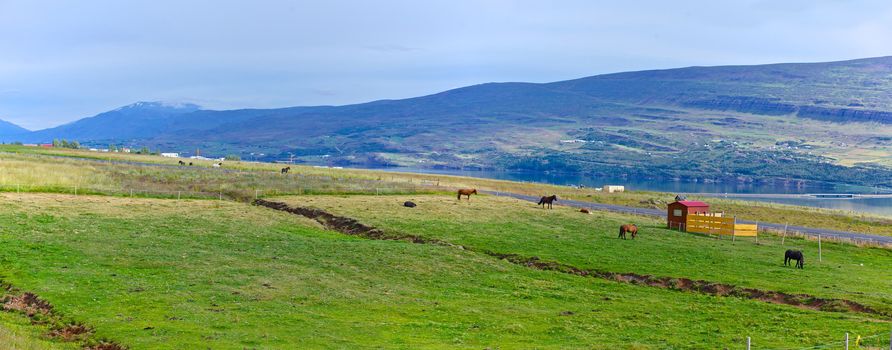 Iceland summer landscape. Fjord and mountains. Panorama.