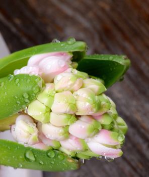 Fragile Pink Hyacinth into Green Stems with Water Droplets closeup on Rustic Wooden background