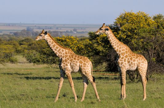 Two Giraffes on grass field in South Africa
