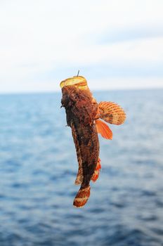 One Red Rock Sea Fish Hooked over the Blue Atlantic Ocean