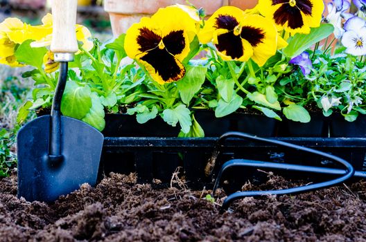 Planting flowers closeup.  Closeup of pansies, violas, trowel, cultivator, and pots on cultivated soil.