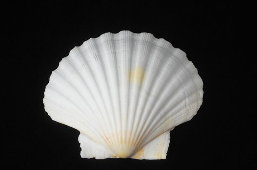 Textured Limestone Sea Shell on a Black Background
