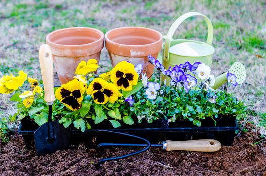 Spring fever.  Pots of pansies and violas with trowel, cultivator, and watering can on cultivated soil.