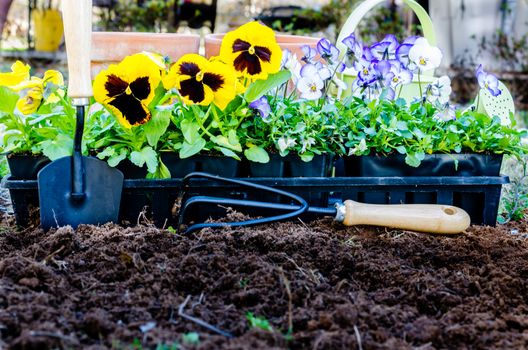 Spring gardening.  Pots of pansies and violas with trowel, cultivator, and watering can on cultivated soil.