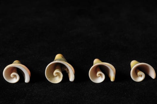 Textured Limestone Sea Shell on a Black Background