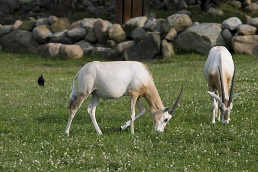 Two antelopes grazing on a green meadow