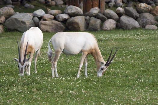 Two antelopes grazing on a green meadow