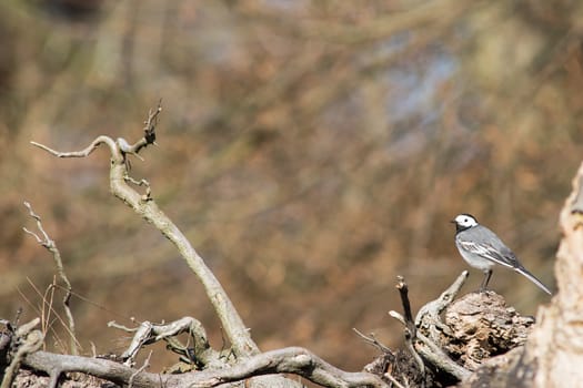 White Wagtail, Motacilla alba sitting on a tree in spring