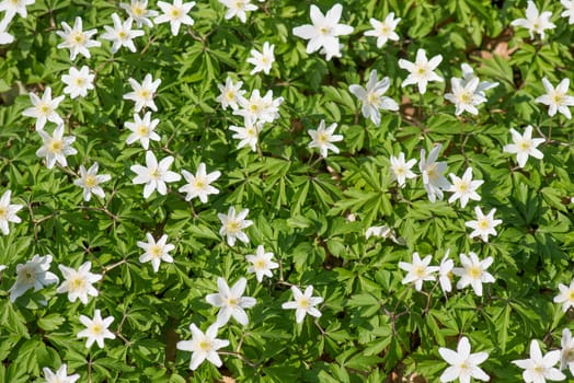 Wood anemones, anemone nemorosa in May on a sunny day