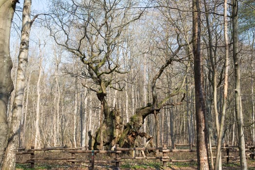 The kings oak tree, Kongeegen, a more then 1500 years old oak tree in J��gerspris Nordskov, Denmark in spring 