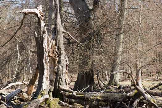 Single old and dead broken tree within a forest