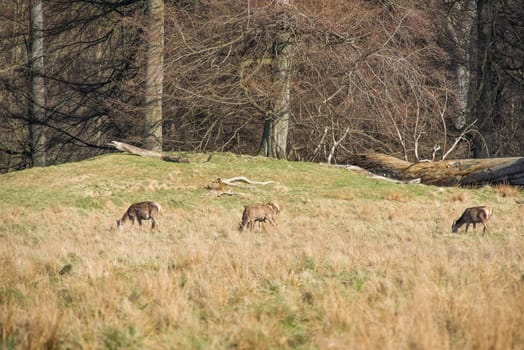 Deer eating grass in spring in a glade or clearing of a forest