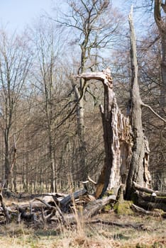 Single old and dead broken tree within a forest