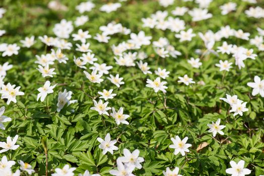 Wood anemones, anemone nemorosa in May on a sunny day