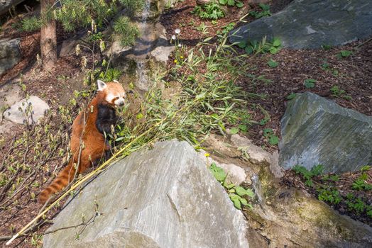 Red panda, Ailurus fulgens sitting on the forest floor and eating bamboo