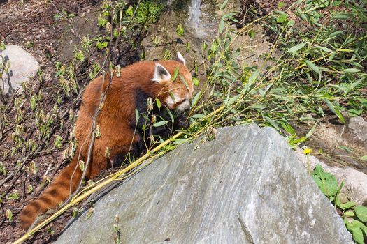 Red panda, Ailurus fulgens sitting on the forest floor and eating bamboo