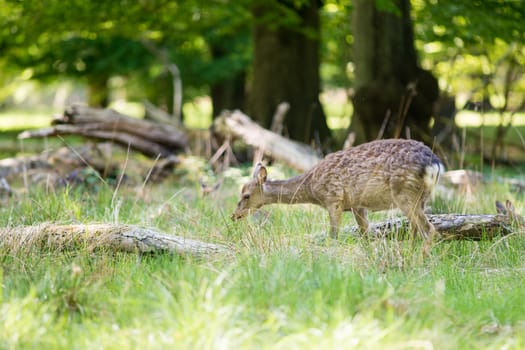 Female deer grazing in a forest in spring