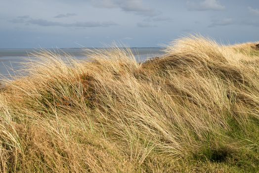 Dunes with beachgrass in spring at the island of Sylt in Germany