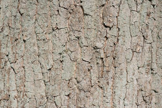 Tree bark background pattern texture in sunlight