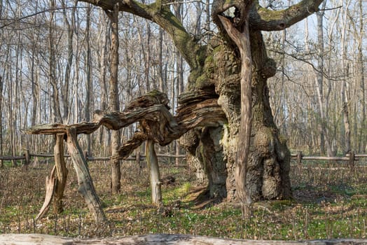The kings oak tree, Kongeegen, a more then 1500 years old oak tree in J��gerspris Nordskov, Denmark in spring 