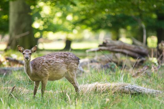 Female deer standing in a forest and looking towards the camera