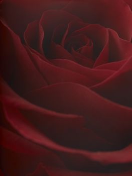 Red rose macro