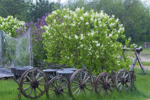 Lilac blossoms