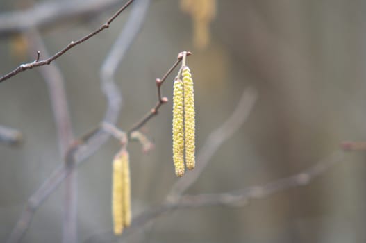 birch catkins in spring