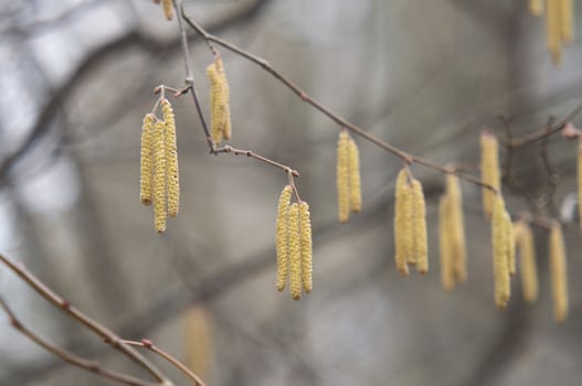 birch catkins in spring