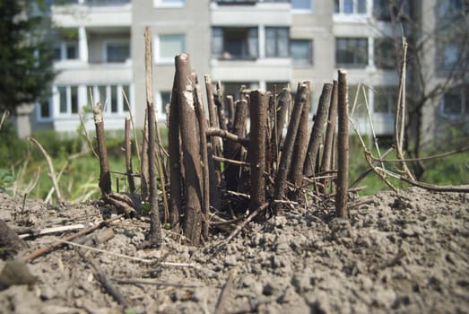  bushes stumps in the city