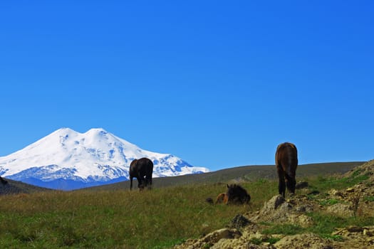 Horses on the summer autumn caucasus meadow